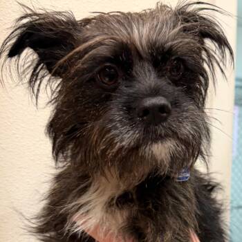 Lucky -  Scottish Terrier and Mixed Breed Dog for Adoption in Buellton, California - Lucky | PetCurious