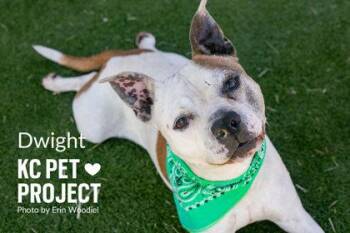 Pit Bull Terrier and Mixed Breed Dogs Available for Adoption in Kansas City, Missouri - Dwight | PetCurious