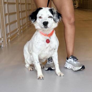 Jolie -  Spaniel Dog for Adoption in Chicago, Illinois - Jolie | PetCurious