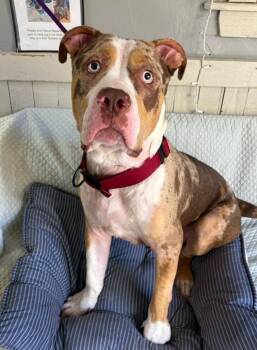 Sully -  American Bulldog Dog for Adoption in Fort Worth, Texas - Sully | PetCurious