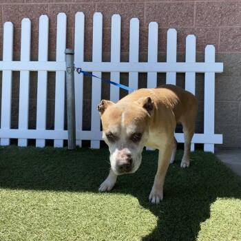 ROCKET -  Pit Bull Terrier and Mixed Breed Dog for Adoption in Modesto, California - ROCKET | PetCurious