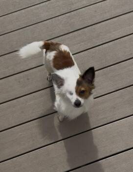 Chihuahua and Dachshund Dogs Available for Adoption in Irwin, Pennsylvania - Diego | PetCurious