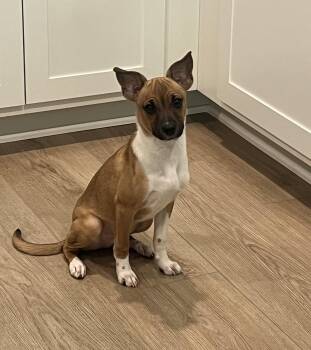 Finley -  Chihuahua Dog for Adoption in Zephyrhills, Florida - Finley | PetCurious