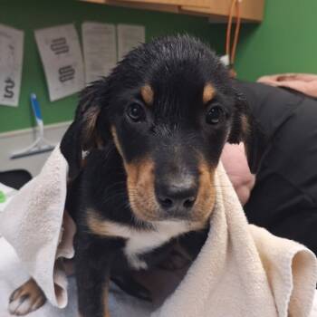 Rescue Mixed Breed Dogs for Adoption in Kansas City, Missouri - Fig | PetCurious