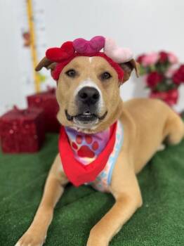 London-One of our Amazing Rescue Dogs -  Labrador Retriever and Carolina Dog Dog for Adoption in Carlsbad, California - London-One Of Our Amazing Rescue Dogs | PetCurious