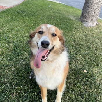 Australian Shepherd and Collie Dogs Available for Adoption in Los Angeles, California - Bingo~ Smart And Obedient Collie | PetCurious
