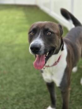 Buckeye -  Mixed Breed Dog for Adoption in Savannah, Georgia - Buckeye | PetCurious