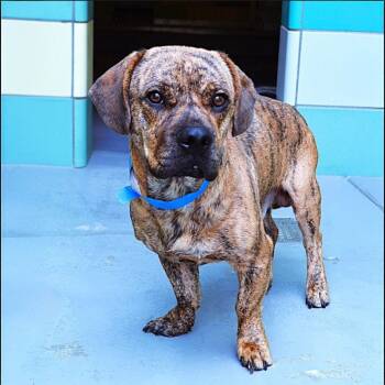 Rescue Boxer and Basset Hound Dogs for Adoption in Carson City, Nevada - Walter | PetCurious