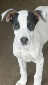 Retriever and Mixed Breed Dogs Available for Adoption - Beignet | PetCurious