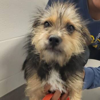 Tessa -  Yorkshire Terrier Dog for Adoption in Tylertown, Mississippi - Tessa | PetCurious
