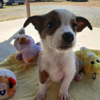 Casper -  Chihuahua and Mixed Breed Dog for Adoption in Wadena, Minnesota - Casper | PetCurious