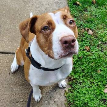 Miranda -  Mixed Breed Dog for Adoption in Oak Park, Illinois - Miranda | PetCurious