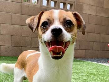 ROSCOE -  Chihuahua and Mixed Breed Dog for Adoption in Moreno Valley, California - ROSCOE | PetCurious