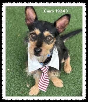 Terrier Dogs Available for Adoption in Marietta, Georgia - CAIRO | PetCurious