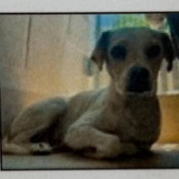 Peaches -  Chihuahua and Beagle Dog for Adoption in Pacifica, California - Peaches | PetCurious