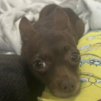 Mabel *Arriving 10/10* D12654 -  Chihuahua and Miniature Pinscher Dog for Adoption - Mabel *Arriving 10/10* D12654 | PetCurious