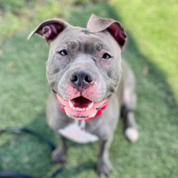 Rescue Mixed Breed Dogs for Adoption in Georgetown, Texas - Chelsea | PetCurious