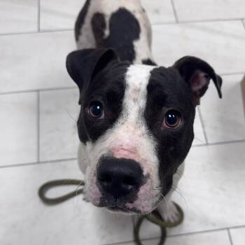 Nova -  Pit Bull Terrier Dog for Adoption in Lufkin, Texas - Nova | PetCurious
