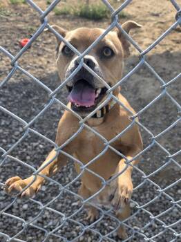 Maggie -  Mixed Breed Dog for Adoption in Rawlins, Wyoming - Maggie | PetCurious