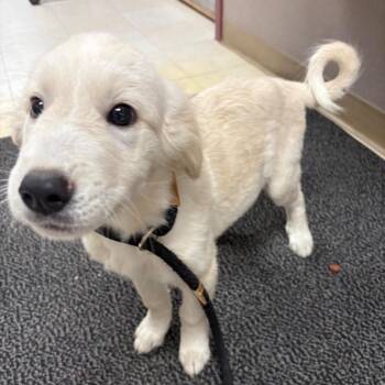 Monet -  Great Pyrenees and Mixed Breed Dog for Adoption in Saint Joseph, Missouri - Monet | PetCurious