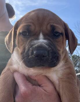 Hound and Labrador Retriever Dogs Available for Adoption - Kaia | PetCurious