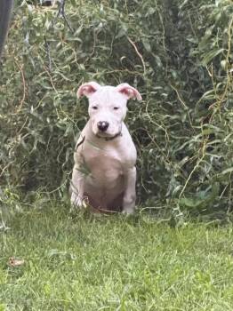 Ghostt -  Mixed Breed Dog for Adoption in Wyoming, Michigan - Ghostt | PetCurious
