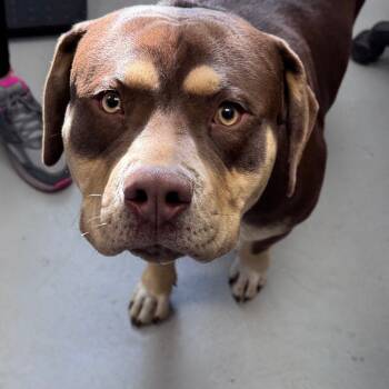 Rescue Pit Bull Terrier Dogs for Adoption in Troy, Virginia - Nutmeg | PetCurious