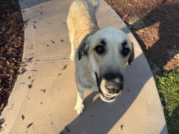Rescue Anatolian Shepherd Dogs for Adoption in Massillon, Ohio - Shelby | PetCurious