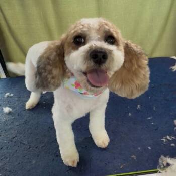 Nola -  Mixed Breed Dog for Adoption in Martinsburg, West Virginia - Nola | PetCurious