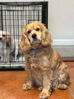 Peachy -  Cocker Spaniel Dog for Adoption in Bolivar, Missouri - Peachy | PetCurious