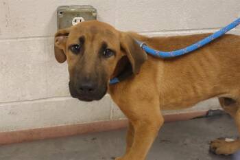 CHRIS -  Mixed Breed Dog for Adoption in Columbia, South Carolina - CHRIS | PetCurious