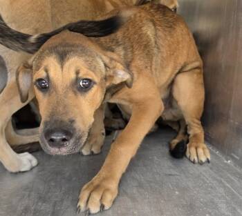 A431748 -  Siberian Husky and Mixed Breed Dog for Adoption in Conroe, Texas - A431748 | PetCurious