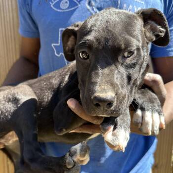 Labrador Retriever Dogs Available for Adoption - Bean - Local April 10-12 | PetCurious