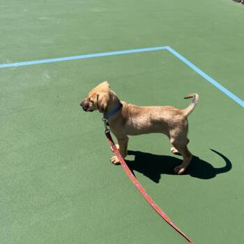 Mountain Cur Dogs Available for Adoption - Eloise | PetCurious