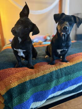 Rescue Labrador Retriever Dogs for Adoption in Sparks, Nevada - Midnight | PetCurious