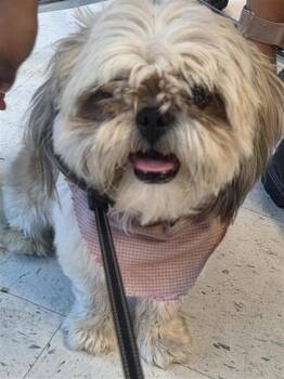 61519693 -  Shih Tzu Dog for Adoption in El Paso, Texas - 61519693 | PetCurious