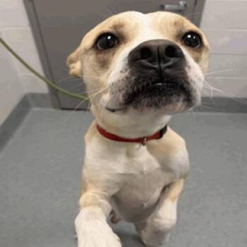 Air Bud -  Pit Bull Terrier Dog for Adoption in Indianapolis, Indiana - Air Bud | PetCurious
