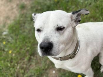 Pit Bull Terrier and Mixed Breed Dogs Available for Adoption in Tulsa, Oklahoma - GOPHER | PetCurious
