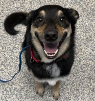 Tetris -  Australian Shepherd and Shepherd Dog for Adoption in Golden, Colorado - Tetris | PetCurious