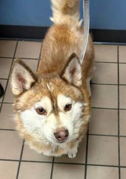 CHARLIE -  Klee Kai Dog for Adoption in Burbank, California - CHARLIE | PetCurious