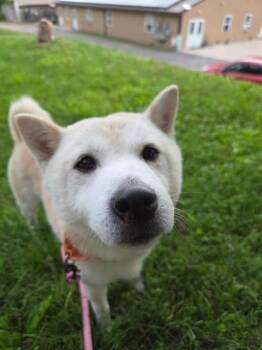 Ninetails -  Shiba Inu and Mixed Breed Dog for Adoption in Bloomsburg, Pennsylvania - Ninetails | PetCurious