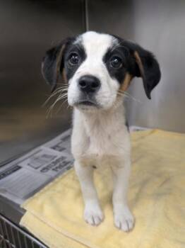 Mixed Breed Dogs Available for Adoption in Louisburg, North Carolina - Mocha-Latte | PetCurious