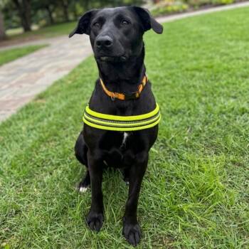 Xena aka Rachel -  Labrador Retriever and Mixed Breed Dog for Adoption in Wadena, Minnesota - Xena Aka Rachel | PetCurious