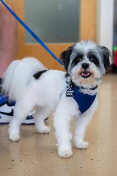 Tater Tot -  Poodle Dog for Adoption in Mundelein, Illinois - Tater Tot | PetCurious