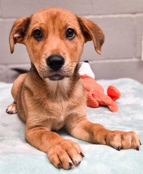 Zion -  Shepherd Dog for Adoption in Gainesville, Texas - Zion | PetCurious