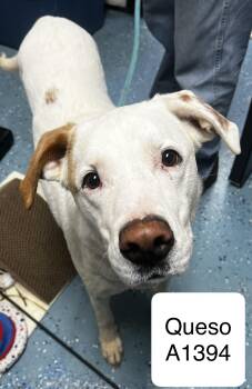 Labrador Retriever and Boxer Dogs Available for Adoption in Morganton, North Carolina - Queso | PetCurious