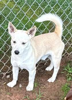 Pastel -  Chihuahua and Mixed Breed Dog for Adoption in Wilkesboro, North Carolina - Pastel | PetCurious