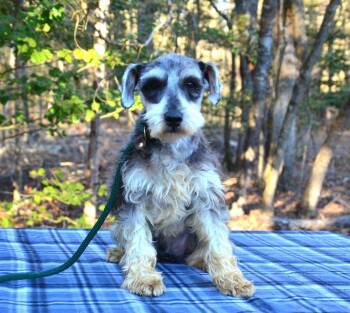 Schnauzer Dogs Available for Adoption - Scotty | PetCurious