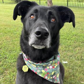 Shepherd Dogs Available for Adoption - Shadow | PetCurious