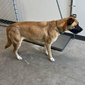 Indie -  Mixed Breed Dog for Adoption in Las Cruces, New Mexico - Indie | PetCurious